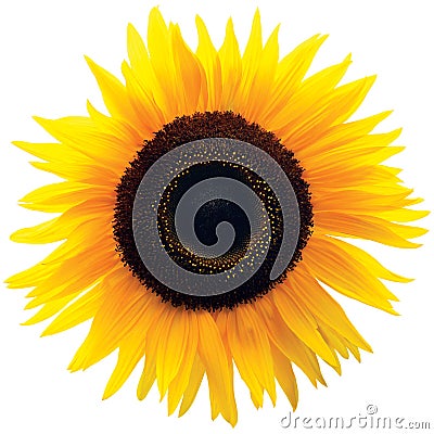 Common Sunflower Flower Head, Isolated Blooming Genus Helianthus Stock Photo