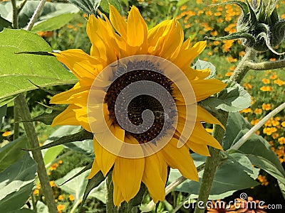 The common sunflower, Helianthus annuus or Sonnenblume Flower Island Mainau on the Lake Constance Stock Photo