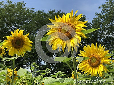 The common sunflower, Helianthus annuus or Sonnenblume Flower Island Mainau on the Lake Constance Stock Photo