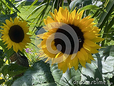 The common sunflower, Helianthus annuus or Sonnenblume - Flower Island Mainau on the Lake Constance or Die Blumeninsel im Bodensee Stock Photo