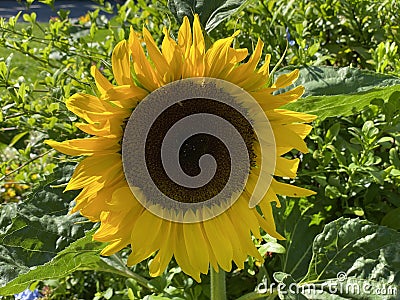 The common sunflower, Helianthus annuus or Sonnenblume - Flower Island Mainau on the Lake Constance or Die Blumeninsel im Bodensee Stock Photo