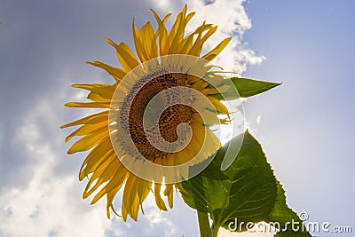 Common sunflower in Summer in Racalmas Stock Photo