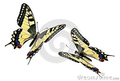 Common Swallowtail (Papilio machaon) in flight Stock Photo