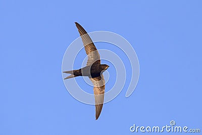Common Swift Apus apus. Stock Photo