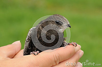 Common swift bird (Apus apus) Stock Photo