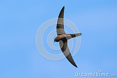 Common swift bird in flight Stock Photo