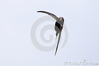 Common swift bird in flight Stock Photo