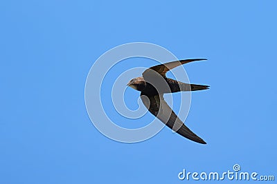 Common swift bird in flight Stock Photo