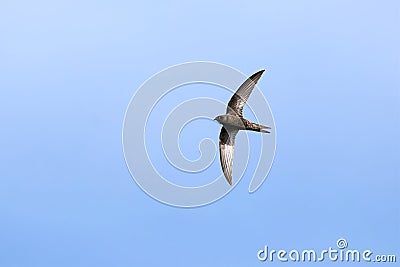 Common swift bird in flight Stock Photo