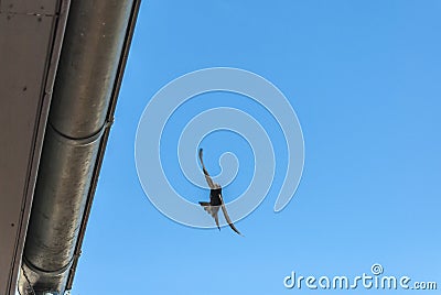 Common swift, extremely fast-flying bird Stock Photo