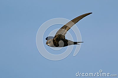 Common swift Apus apus Stock Photo