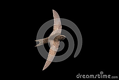 Common swift, isolated on black Stock Photo