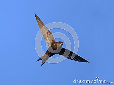 Common Swift Stock Photo