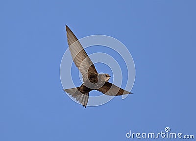 Common Swift Stock Photo