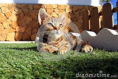 Little kitty in the garden Stock Photo