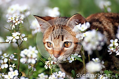 Little kitty in the garden Stock Photo