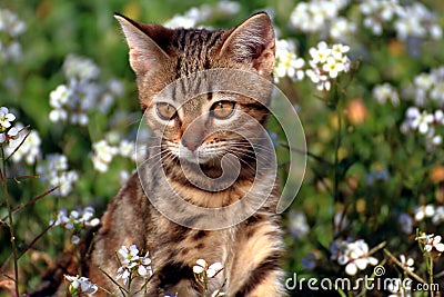 Little kitty in the garden Stock Photo