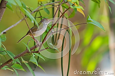 Common tailorbird bird perching on a branch in the garden Stock Photo