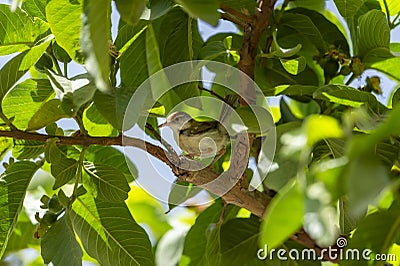common tailorbird or Orthotomus sutorius a small shy bird perched in natual green background and in shade of guava leafs tree at Stock Photo