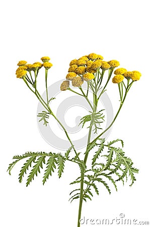 Common Tansy Stock Photo