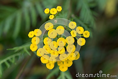 common tansy, bitter buttons flowers closeup selective focus Stock Photo