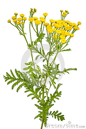 Common Tansy Tanacetum vulgare Stock Photo