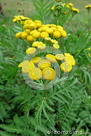 Common Tansy (Tanacetum vulgare) Stock Photo