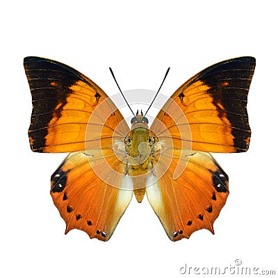Common Tawny Rajah or Charaxes bernardus heirax beautiful vivid brown with black edge wings butterfly isolated on white background Stock Photo