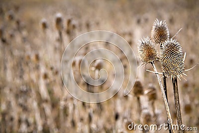 Common Teasel, Dipsacus fullonum Stock Photo