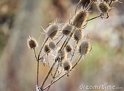 Common Teasel, Dipsacus fullonum, in backligh Stock Photo