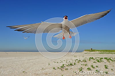 Common tern in flight Stock Photo