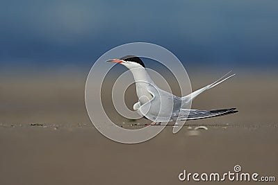 Common tern is posing Stock Photo