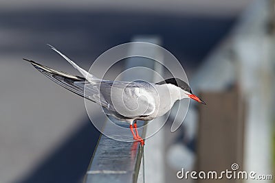 Common tern preparing to dive Stock Photo