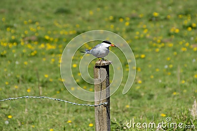 A Common Tern rests in East Hertfordshire. Stock Photo