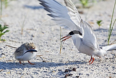 Common Tern (Sterna Hirundo) Stock Photo