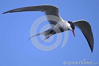 Common tern, sterna hirundo Stock Photo