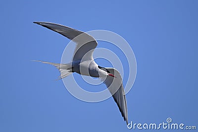 Common tern, sterna hirundo Stock Photo