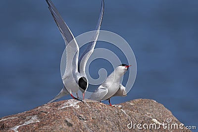 Common tern, sterna hirundo Stock Photo