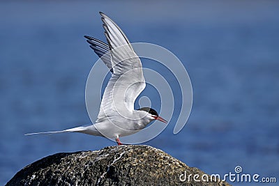 Common tern, sterna hirundo Stock Photo