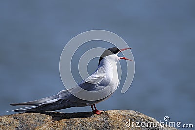 Common tern, sterna hirundo Stock Photo