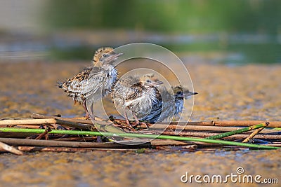 Common tern sterna hirundo Stock Photo