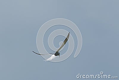 Common Tern, sterna hirundo in flight Stock Photo