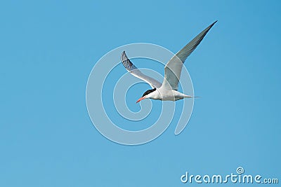 Common Tern - Sterna hirundo Stock Photo