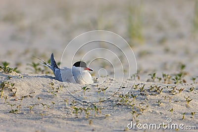 Common Tern (Sterna hirundo hirundo) Stock Photo