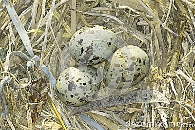 Common Tern (Sterna hirundo ) nest with eggs Stock Photo