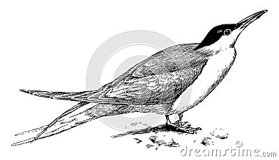 Common Tern, vintage illustration Vector Illustration