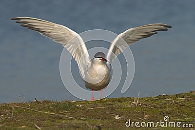 Common Tern, Visdief, Sterna hirundo Stock Photo