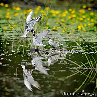 Common terns in natural habitat (sterna hirundo) Stock Photo