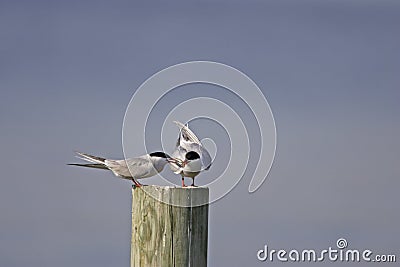 Common Terns (Sterna hirundo hirundo) Stock Photo
