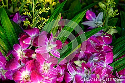 Common Thai purple orchid flower Stock Photo